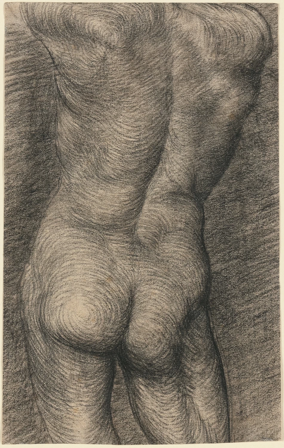 Torso maschile - Fogg Museum, Cambridge